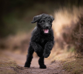 Illustration de l'article : 20 photos de chiens fonçant joyeusement sur vous pour vous faire la fête