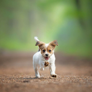 Illustration de l'article : 20 photos de chiens fonçant joyeusement sur vous pour vous faire la fête