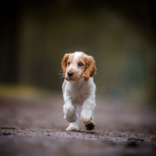 Illustration de l'article : 20 photos de chiens fonçant joyeusement sur vous pour vous faire la fête