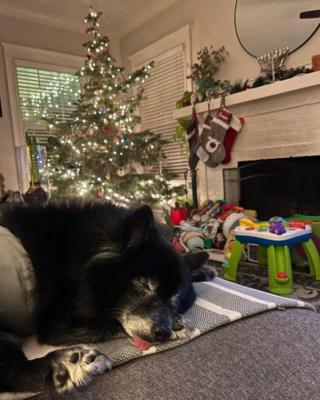 Illustration de l'article : 20 photos de chiens âgés qui inspirent sagesse et affection