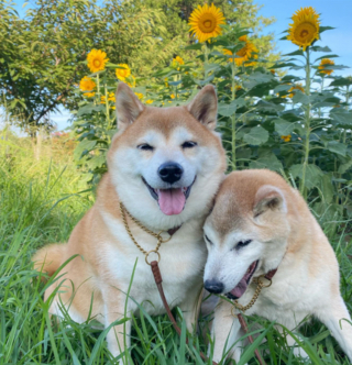Illustration de l'article : 20 photos de chiens âgés qui inspirent sagesse et affection