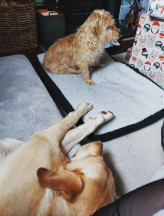 Illustration de l'article : 20 photos de chiens âgés qui inspirent sagesse et affection