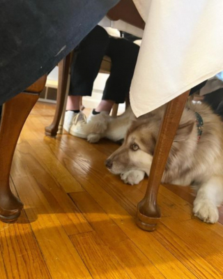 Illustration de l'article : 20 photos de chiens âgés qui inspirent sagesse et affection