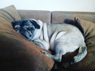 Illustration de l'article : 20 photos de chiens âgés qui inspirent sagesse et affection