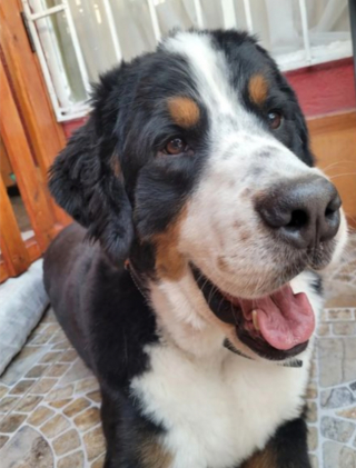 Illustration de l'article : 20 photos de chiens âgés qui inspirent sagesse et affection