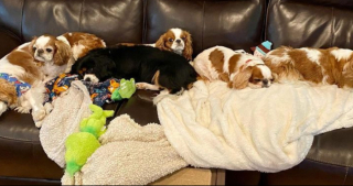 Illustration de l'article : 20 photos de chiens âgés qui inspirent sagesse et affection