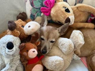 Illustration de l'article : 20 photos de chiens âgés qui inspirent sagesse et affection