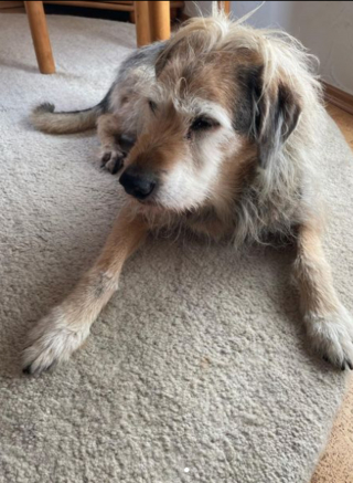 Illustration de l'article : 20 photos de chiens âgés qui inspirent sagesse et affection