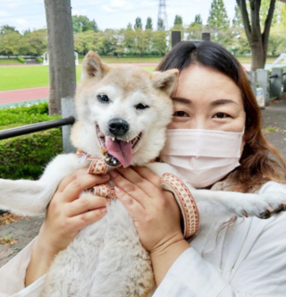 Illustration de l'article : 20 photos de chiens âgés qui inspirent sagesse et affection