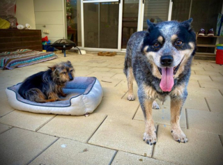 Illustration de l'article : 20 photos de chiens âgés qui inspirent sagesse et affection