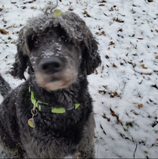 Illustration de l'article : 20 photos de chiens âgés qui inspirent sagesse et affection