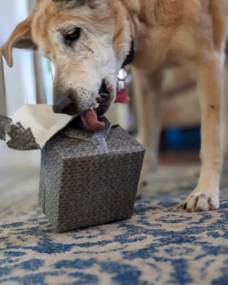 Illustration de l'article : 20 photos de chiens âgés qui inspirent sagesse et affection