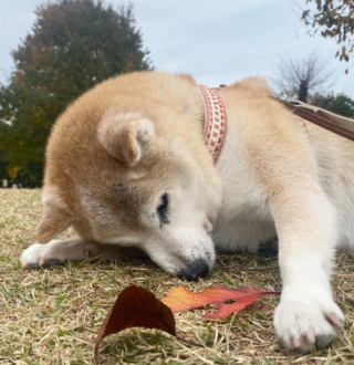 Illustration de l'article : 20 photos de chiens âgés qui inspirent sagesse et affection