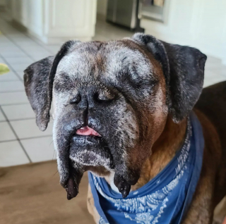 Illustration de l'article : 20 photos de chiens âgés qui inspirent sagesse et affection