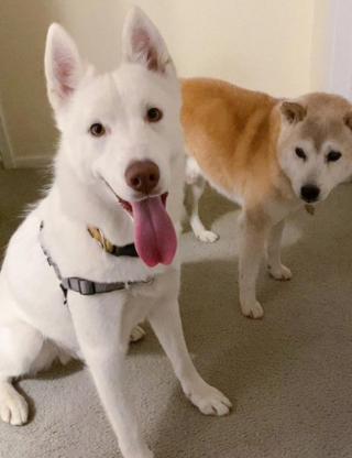 Illustration de l'article : 20 photos de chiens âgés qui inspirent sagesse et affection