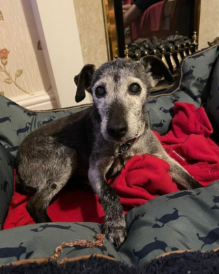 Illustration de l'article : 20 photos de chiens âgés qui inspirent sagesse et affection