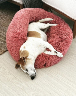 Illustration de l'article : 20 photos de chiens âgés qui inspirent sagesse et affection