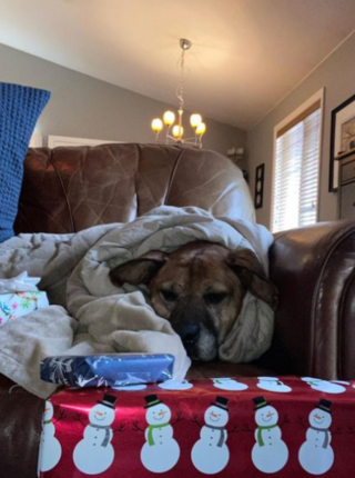 Illustration de l'article : 20 photos de chiens âgés qui inspirent sagesse et affection