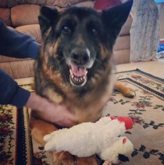 Illustration de l'article : 20 photos de chiens âgés qui inspirent sagesse et affection