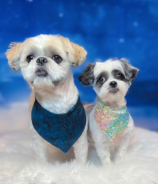 Illustration de l'article : 14 photos de chiens complètement méconnaissables après leur passage chez le toiletteur