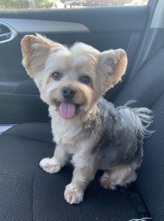 Illustration de l'article : 14 photos de chiens complètement méconnaissables après leur passage chez le toiletteur