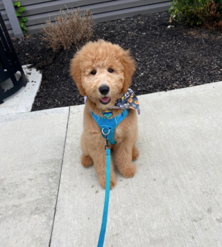 Illustration de l'article : 14 photos de chiens complètement méconnaissables après leur passage chez le toiletteur