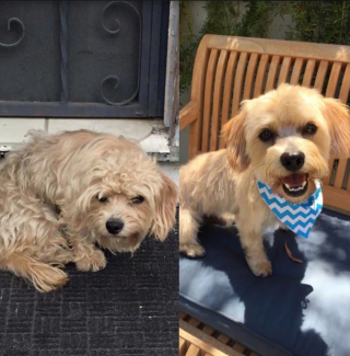 Illustration de l'article : 14 photos de chiens complètement méconnaissables après leur passage chez le toiletteur