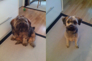 Illustration de l'article : 14 photos de chiens complètement méconnaissables après leur passage chez le toiletteur