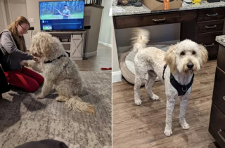 Illustration de l'article : 14 photos de chiens complètement méconnaissables après leur passage chez le toiletteur