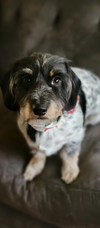 Illustration de l'article : 14 photos de chiens complètement méconnaissables après leur passage chez le toiletteur