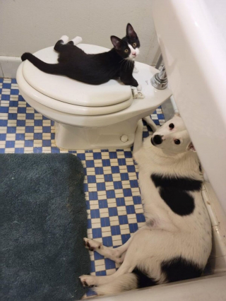 Illustration de l'article : 15 photos de chiens qui n'en ont que faire du respect de votre espace personnel