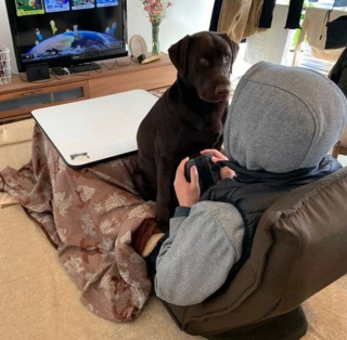 Illustration de l'article : 15 photos de chiens qui n'en ont que faire du respect de votre espace personnel