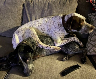 Illustration de l'article : 15 photos de chiens qui n'en ont que faire du respect de votre espace personnel