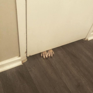 Illustration de l'article : 15 photos de chiens qui n'en ont que faire du respect de votre espace personnel