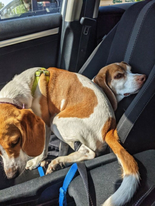 Illustration de l'article : 15 photos de chiens qui n'en ont que faire du respect de votre espace personnel