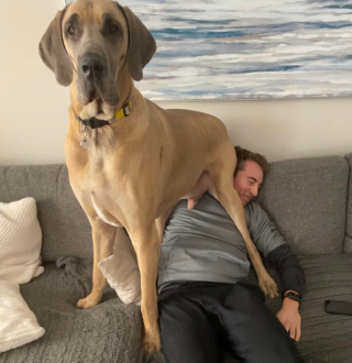 Illustration de l'article : 15 photos de chiens qui n'en ont que faire du respect de votre espace personnel