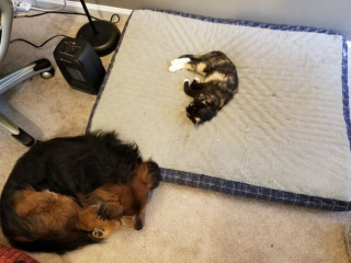 Illustration de l'article : 15 photos de chiens qui n'en ont que faire du respect de votre espace personnel