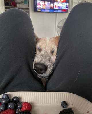 Illustration de l'article : 15 photos de chiens qui n'en ont que faire du respect de votre espace personnel