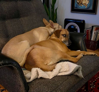 Illustration de l'article : 15 photos de chiens qui n'en ont que faire du respect de votre espace personnel