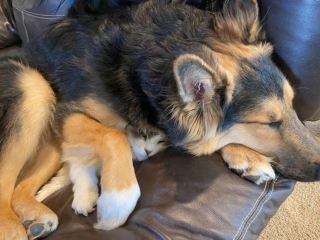 Illustration de l'article : 15 photos de chiens qui n'en ont que faire du respect de votre espace personnel