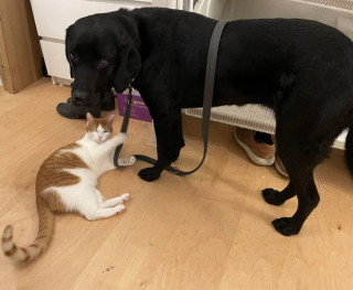 Illustration de l'article : 15 photos de chiens qui n'en ont que faire du respect de votre espace personnel