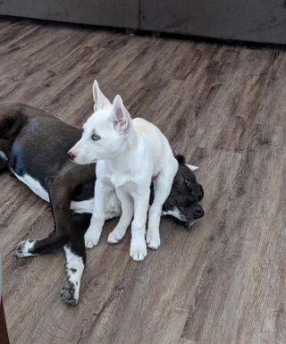 Illustration de l'article : 15 photos de chiens qui n'en ont que faire du respect de votre espace personnel