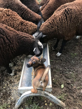 Illustration de l'article : Vidéo : Cette chienne haute comme trois pommes sait se faire respecter par son troupeau de moutons !