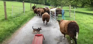 Illustration de l'article : Vidéo : Cette chienne haute comme trois pommes sait se faire respecter par son troupeau de moutons !