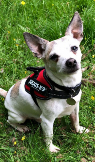 Illustration de l'article : Dans une lettre émouvante et pleine d’humour, un chien âgé “prend la parole” pour se faire adopter