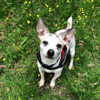 Illustration de l'article : Dans une lettre émouvante et pleine d’humour, un chien âgé “prend la parole” pour se faire adopter