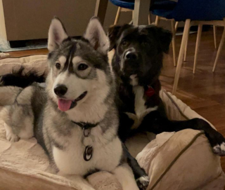 Illustration de l'article : Ces 2 chiennes sont voisines de palier et ne peuvent pas manquer leur rendez-vous quotidien (vidéo)