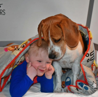 Illustration de l'article : Ce Beagle veille sur son petit frère humain et l’aide même à franchir les étapes de sa croissance
