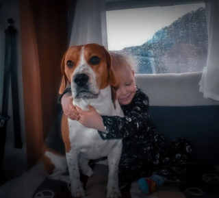 Illustration de l'article : Ce Beagle veille sur son petit frère humain et l’aide même à franchir les étapes de sa croissance