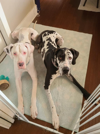 Illustration de l'article : Un Dogue Allemand va aider son congénère à surmonter son anxiété sévère